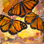 monarch butterfly art