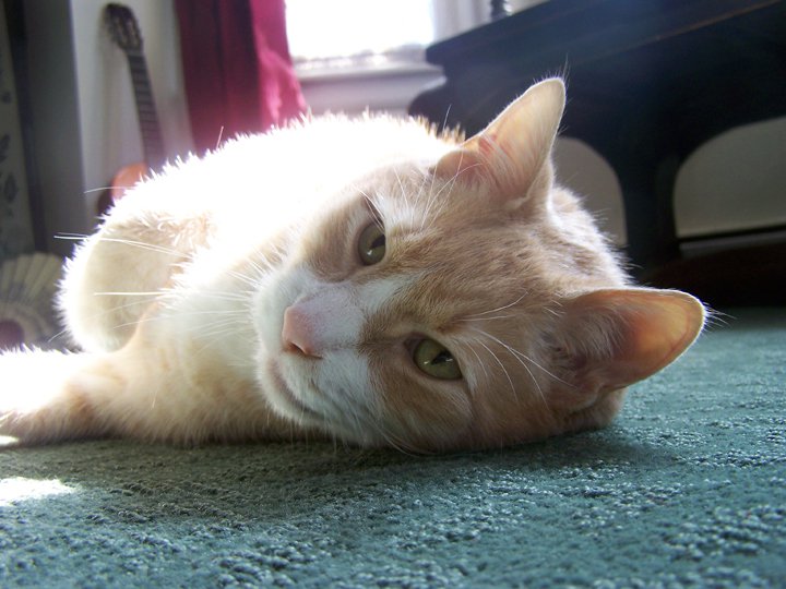 Harley Cat