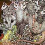 opossum art