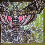 hawk moth sphinx moth