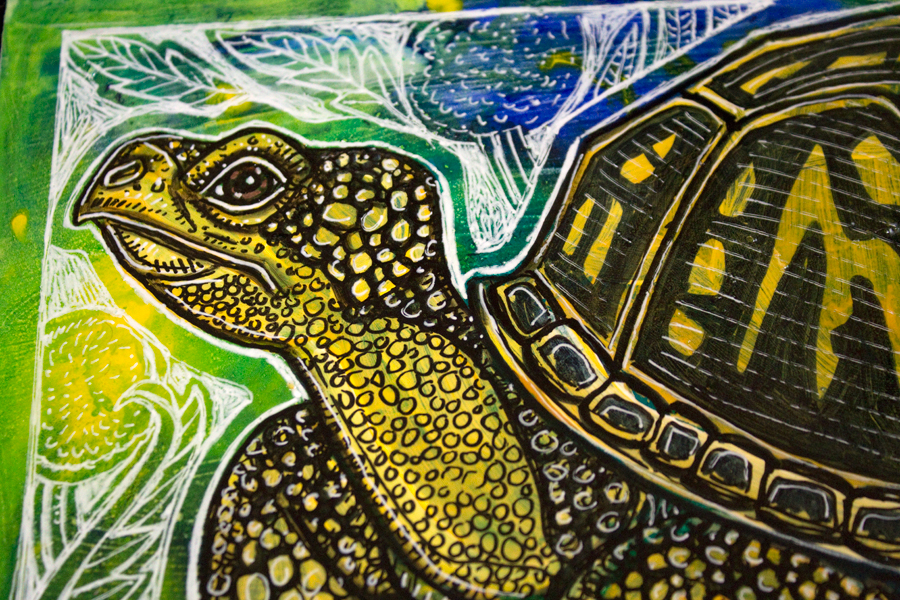 box turtle art