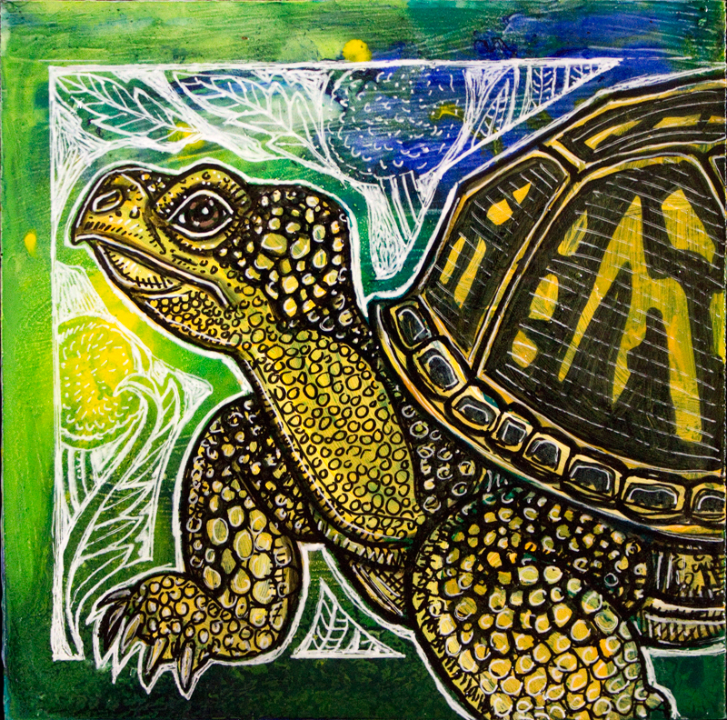 box turtle art